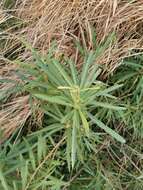 Image of Willow-Leaved Water Croton