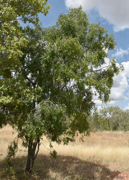 Sivun Diospyros humilis (R. Br.) F. Muell. kuva