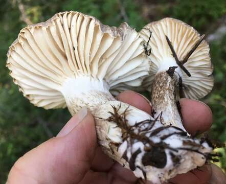 Image of Hygrophorus inocybiformis A. H. Sm. 1944