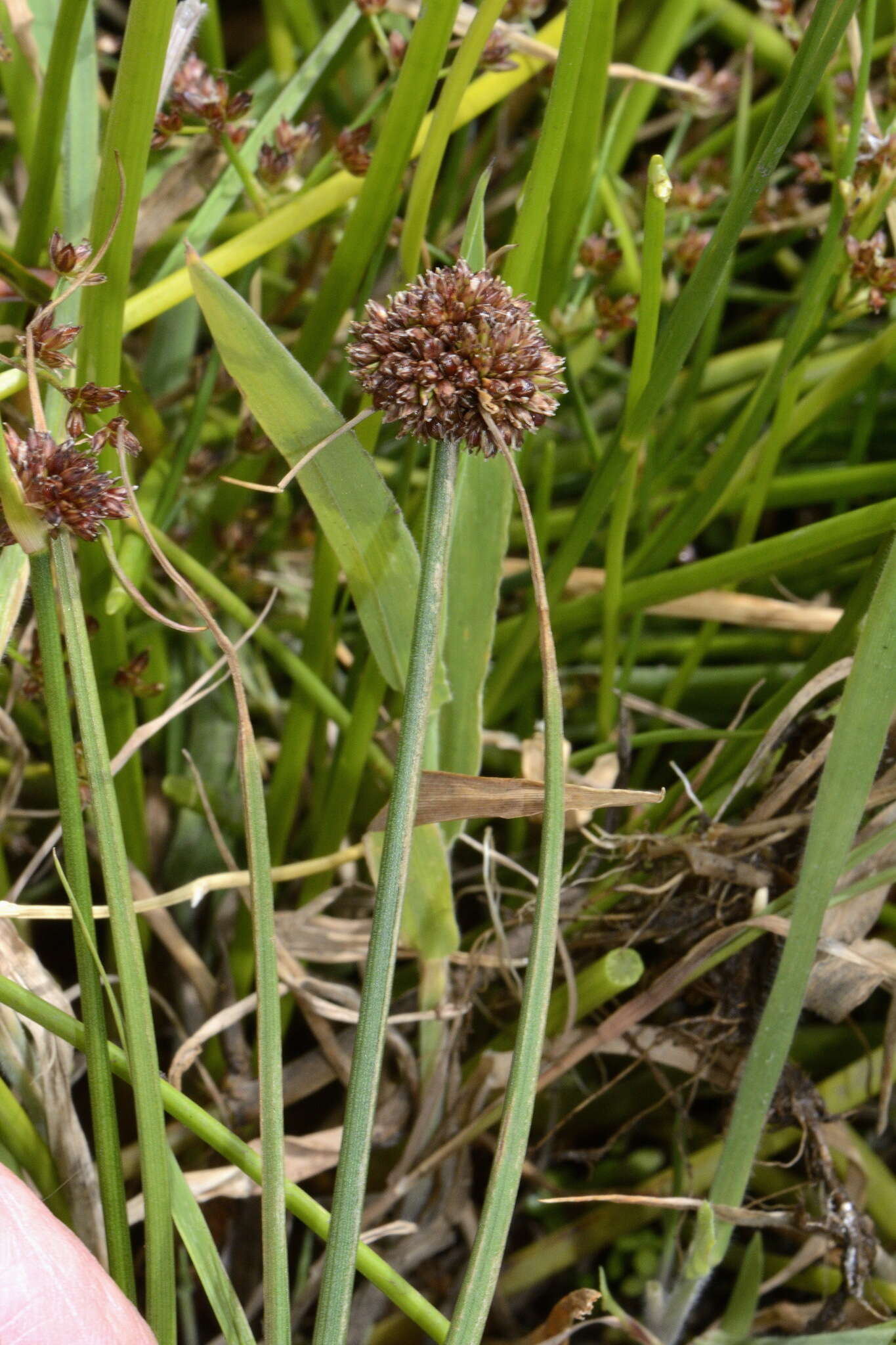 Imagem de Juncus caespiticius E. Mey.