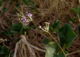 Imagem de Commicarpus helenae (J. A. Schult.) Meikle