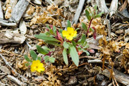 Image de Camissoniopsis lewisii (P. H. Raven) W. L. Wagner & Hoch