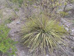 صورة Agave striata subsp. falcata (Engelm.) Gentry