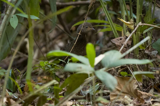 Image of Grey Peacock Pheasant