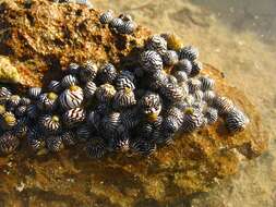 Image of Zebra nerite