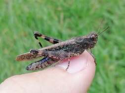 Epacromius pulverulentus (Fischer von Waldheim 1846) resmi