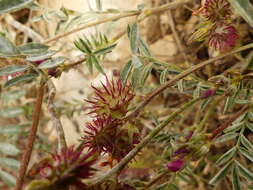 Image of cockshead sainfoin