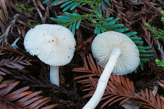 Hygrophorus subaustraligus Largent 1985的圖片