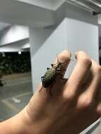 Carabus (Coptolabrus) elysii J. Thomson 1856 resmi