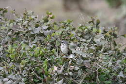 Artemisiospiza belli clementeae (Ridgway 1898) resmi