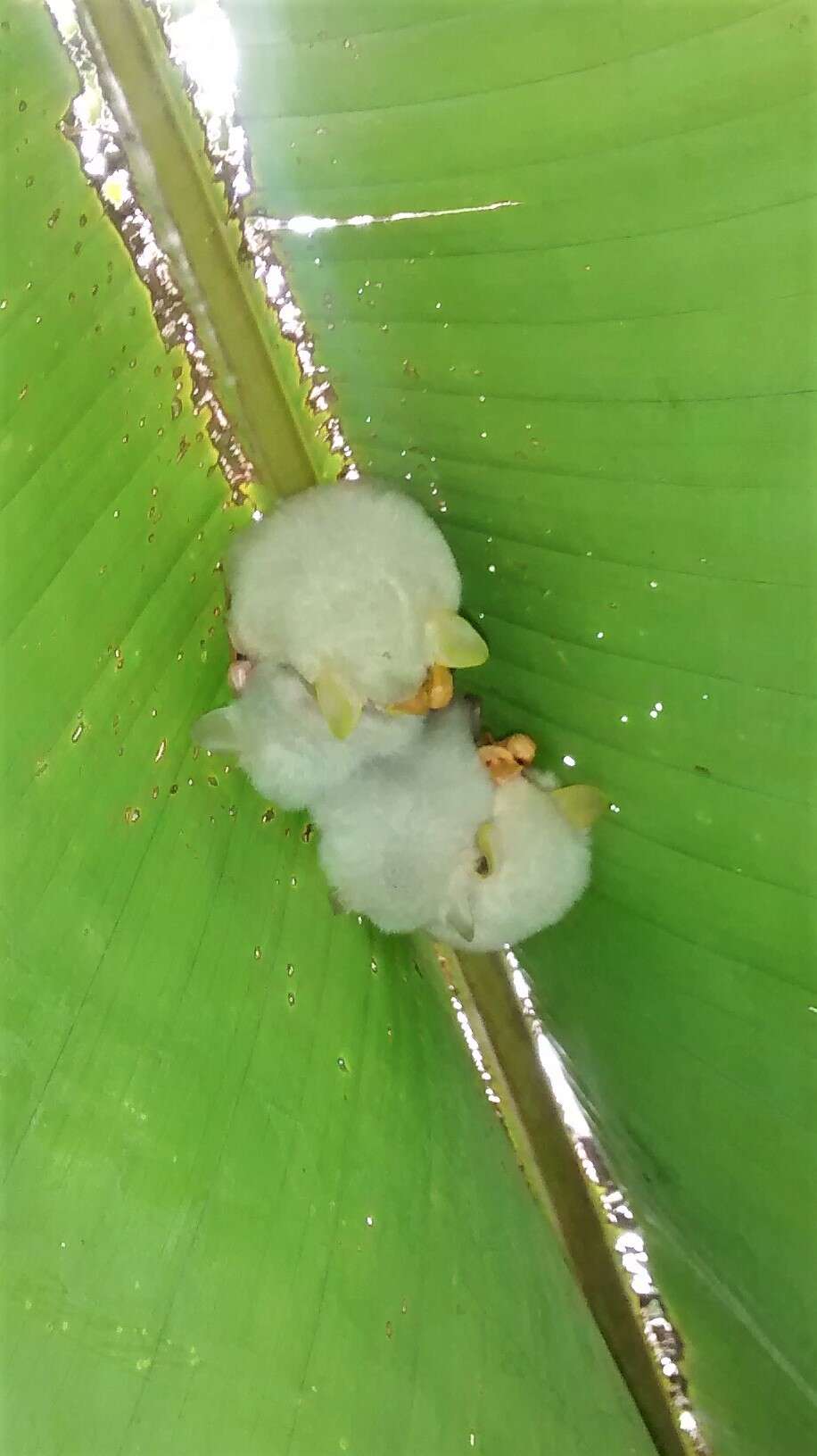 Image of Ectophyllina Baker, Solari, Cirranello & Simmons 2016