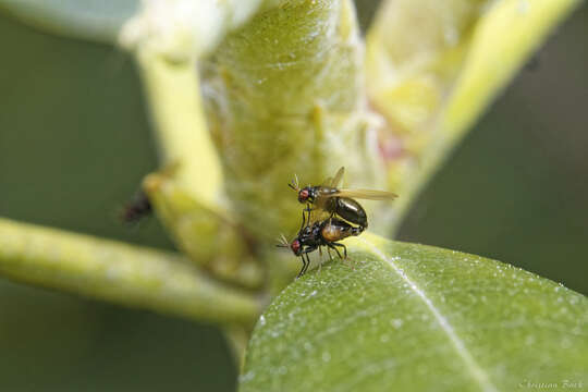 Image of Lauxania shewelli Perusse & Wheeler 2000