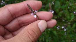 Image of Brazilian vervain