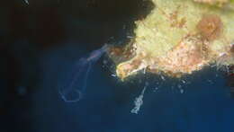 Image of bluestriped light bulb tunicate