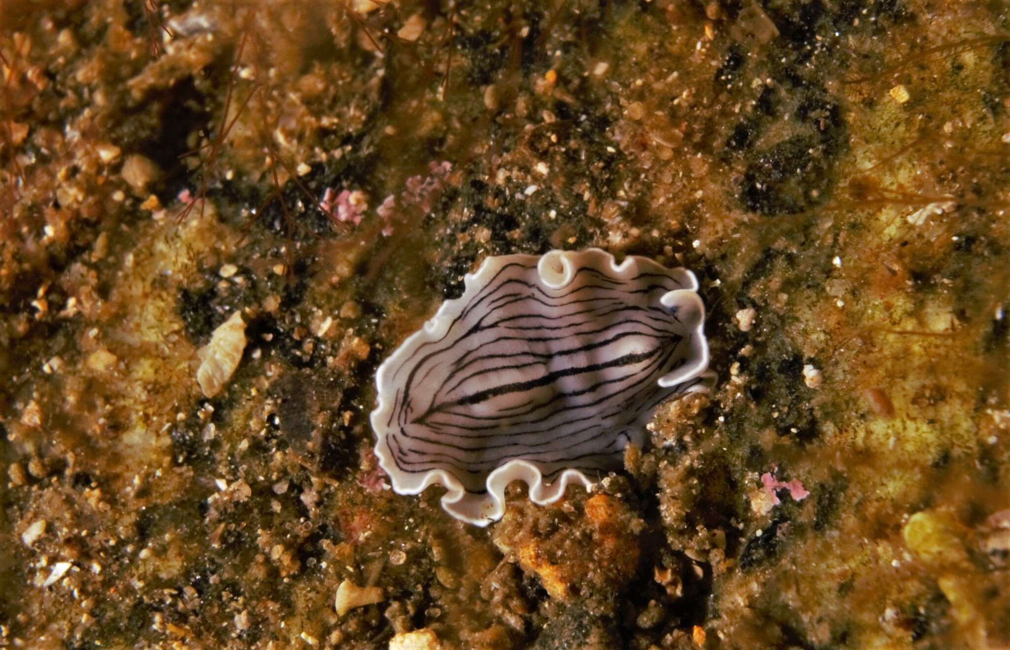 Image of candy striped flatworm