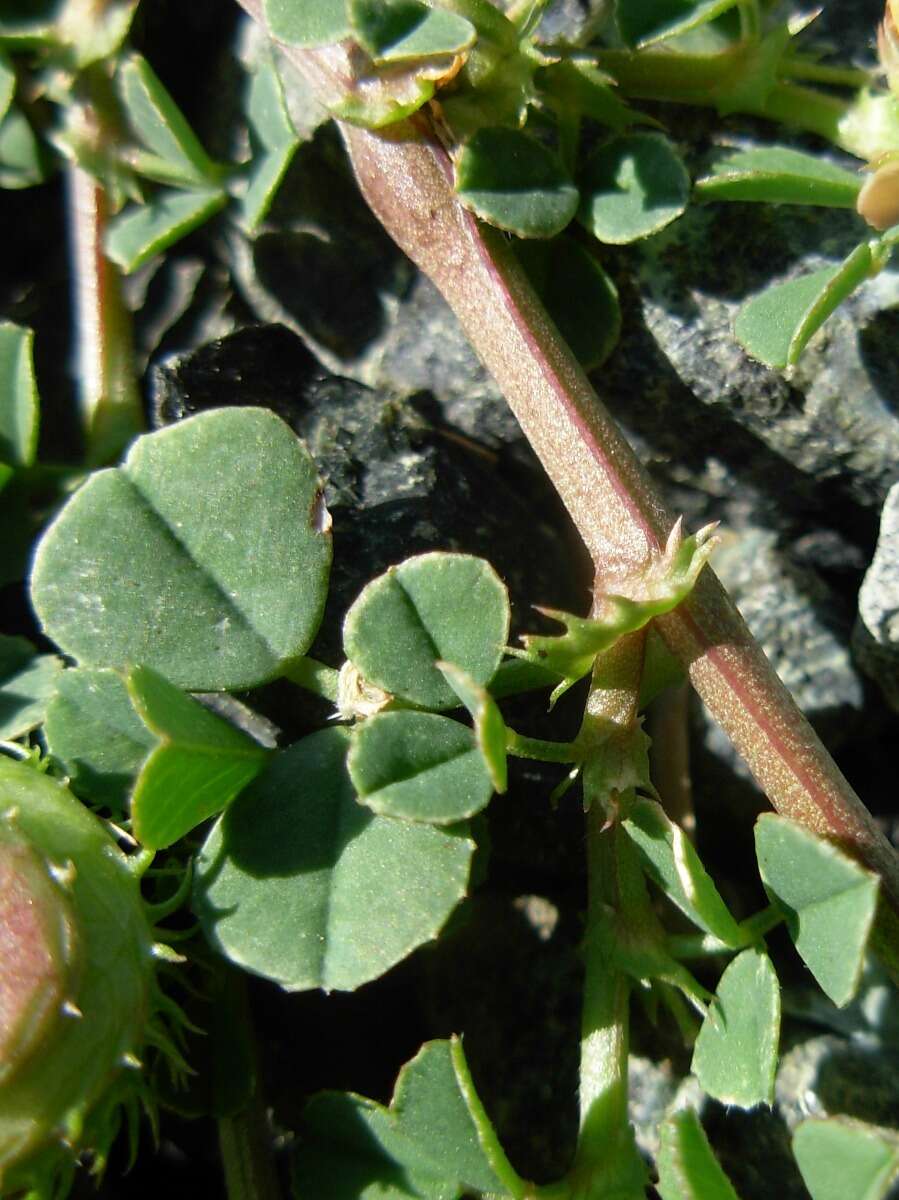 Image de Medicago muricoleptis Tineo