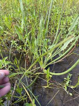 Image de Eryngium petiolatum Hook.