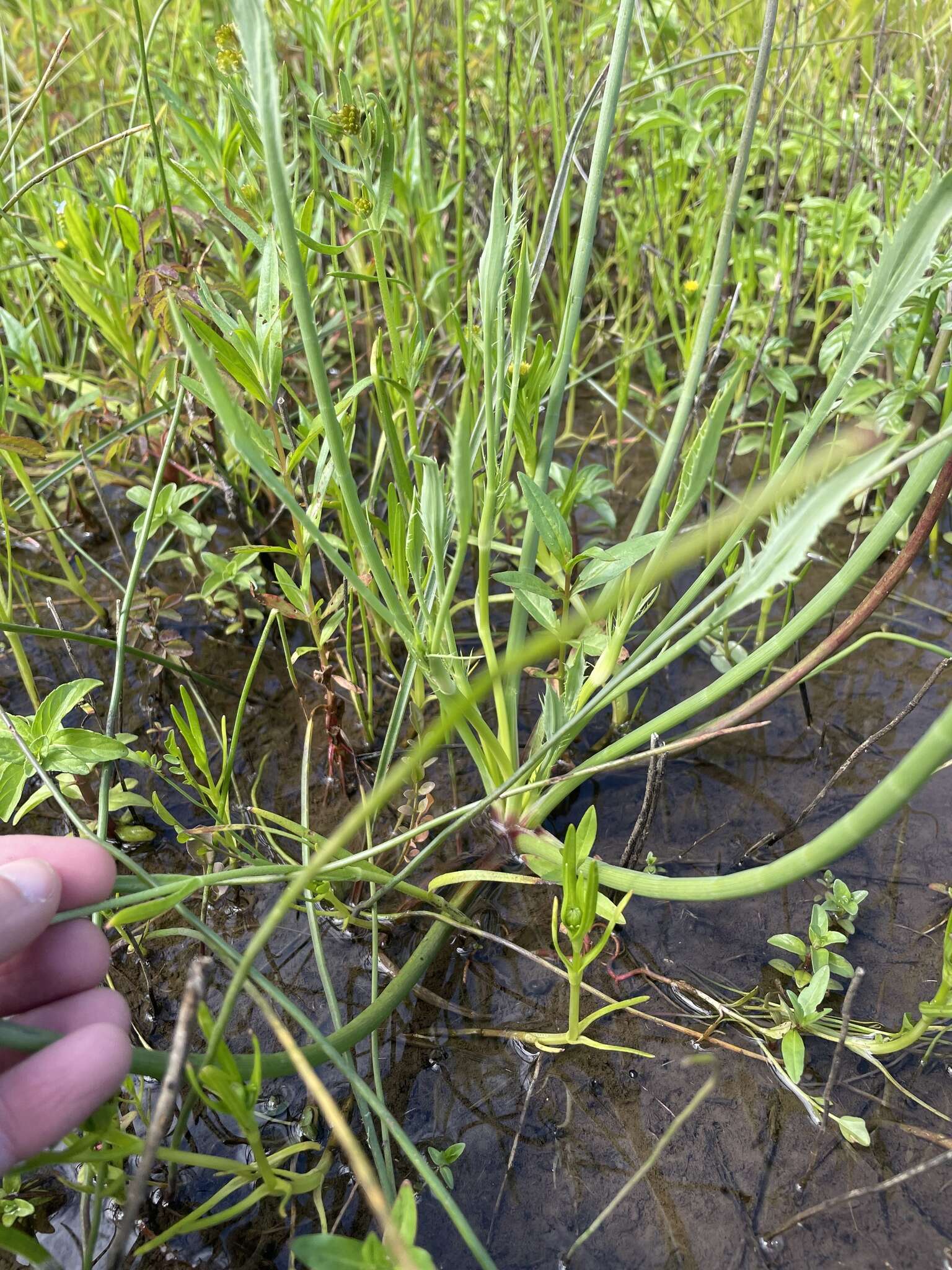 Eryngium petiolatum Hook. resmi