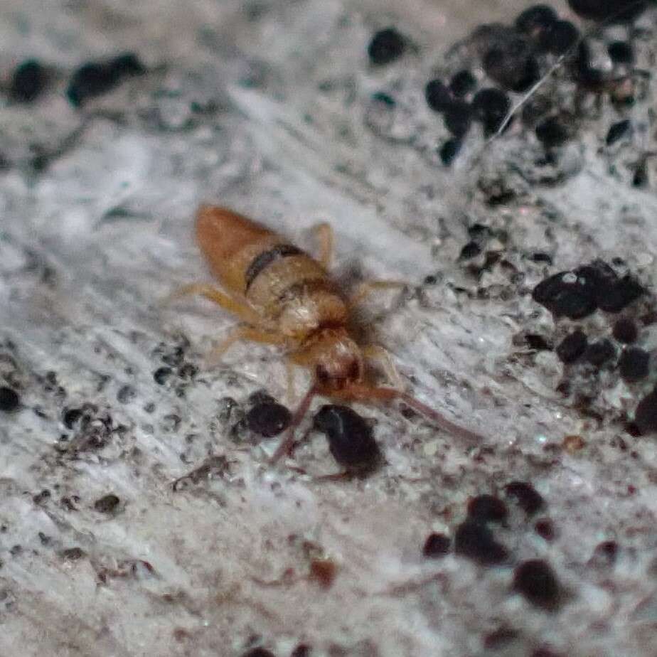 Image of Springtail