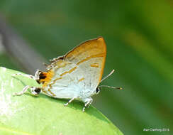 Слика од Hypolycaena thecloides (Felder 1860)