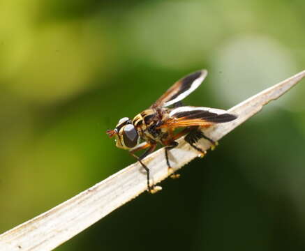 Image of Trichopoda pictipennis Bigot 1876