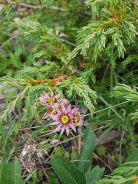 Image of Sempervivum montanum L.