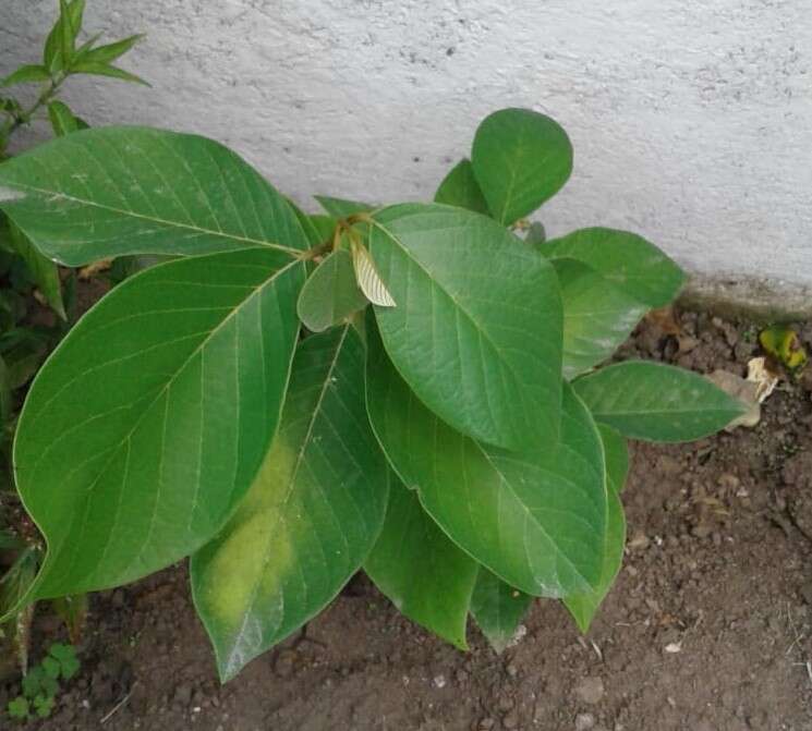 Plancia ëd Annona cherimola Mill.