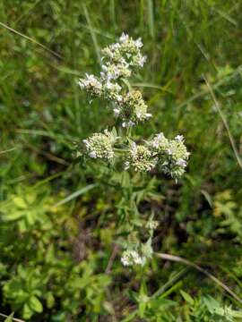 Слика од Pycnanthemum verticillatum (Michx.) Pers.