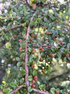 صورة Cotoneaster apiculatus Rehd. & E. H. Wilson