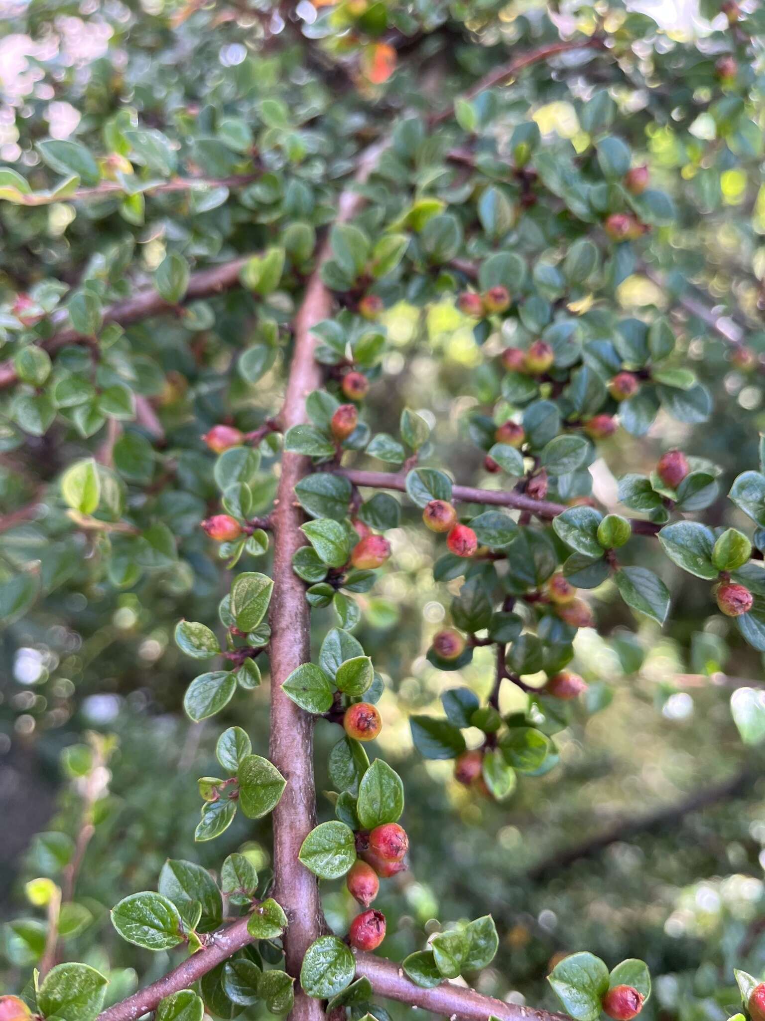 صورة Cotoneaster apiculatus Rehd. & E. H. Wilson