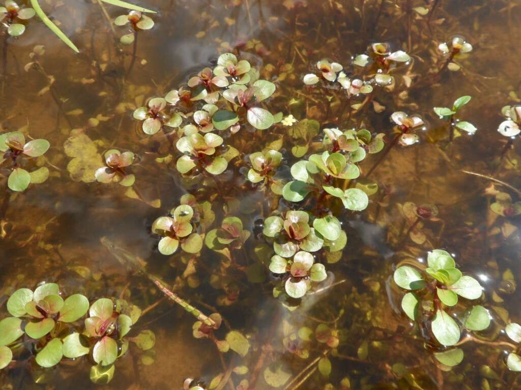 Image of Spatulaleaf Loosestrife