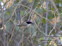 Image of Lilac-crowned Wren