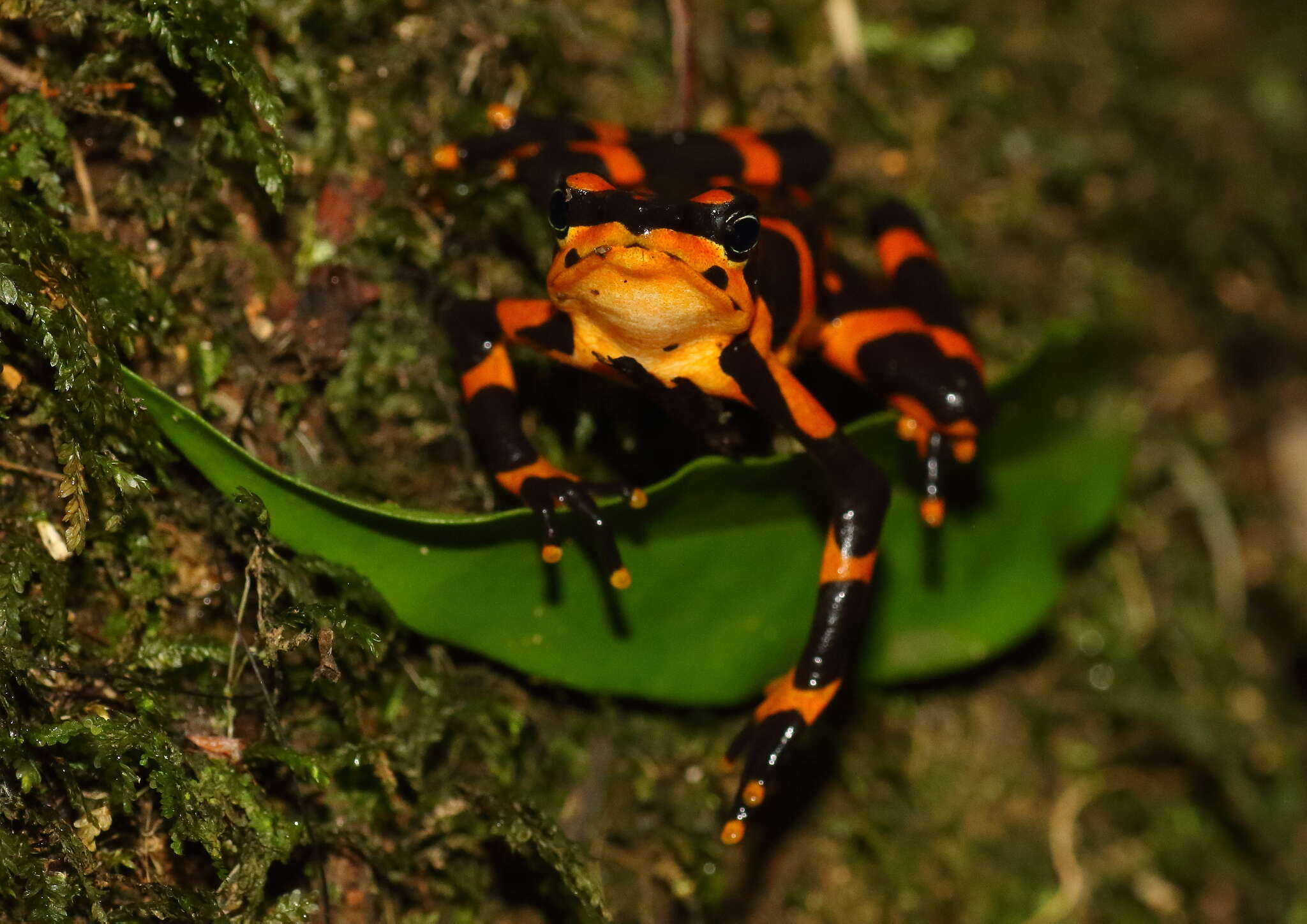 Image of Clown Frog