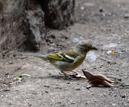 Image of Fringilla coelebs canariensis Vieillot 1817