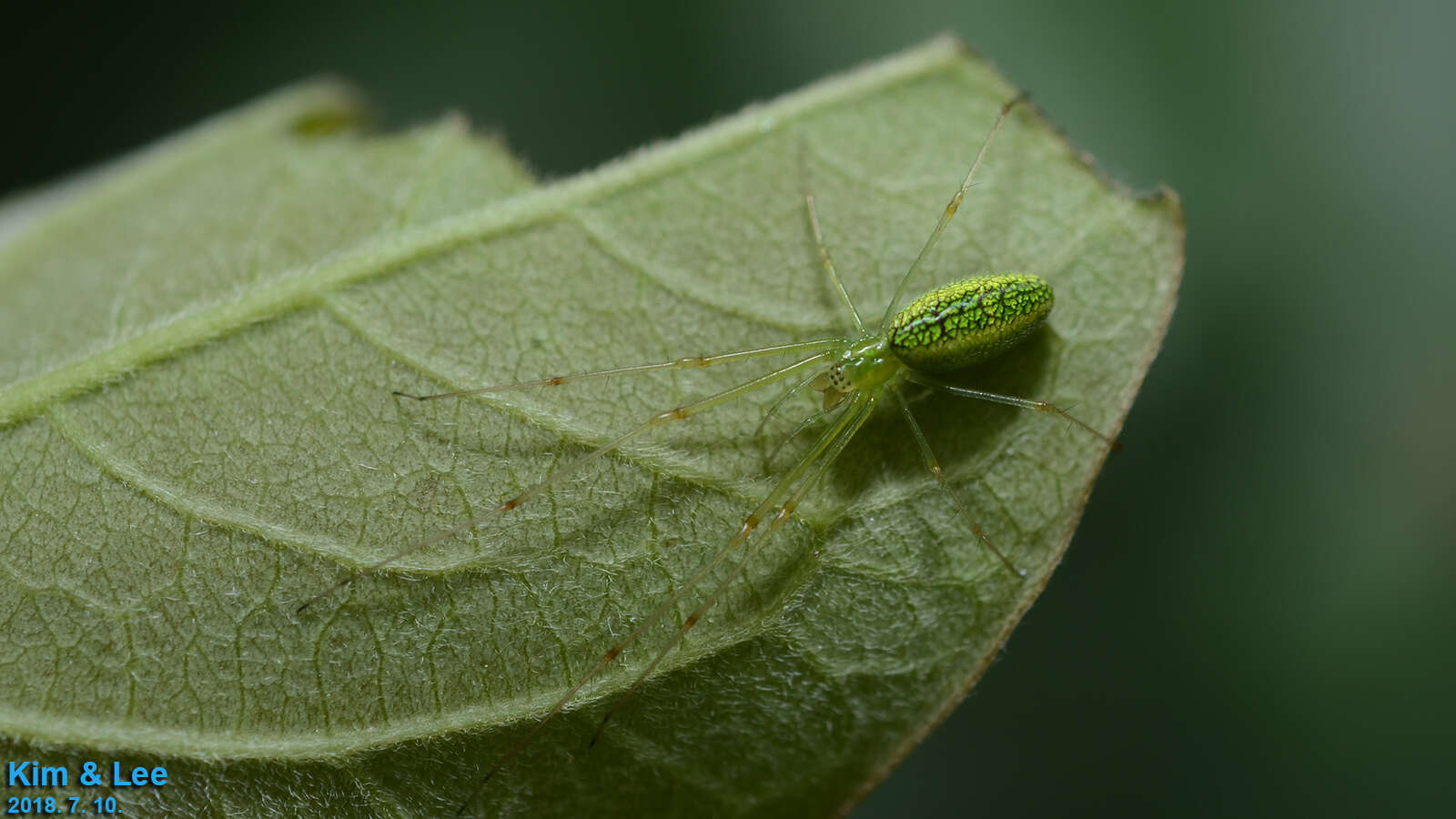 Image of Tetragnatha yesoensis Saito 1934