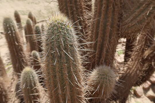 Image de Weberbauerocereus rauhii Backeb.