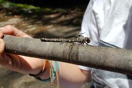 Image of Tasmanian Darner