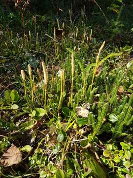 Lycopodium lagopus (Laest. ex C. Hartm.) G. Zinserl. ex Kuzeneva-Prochorova的圖片