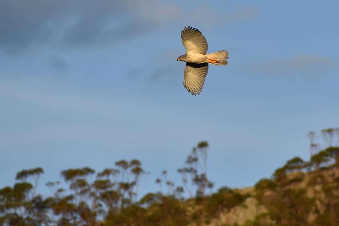 Image of Grey Goshawk