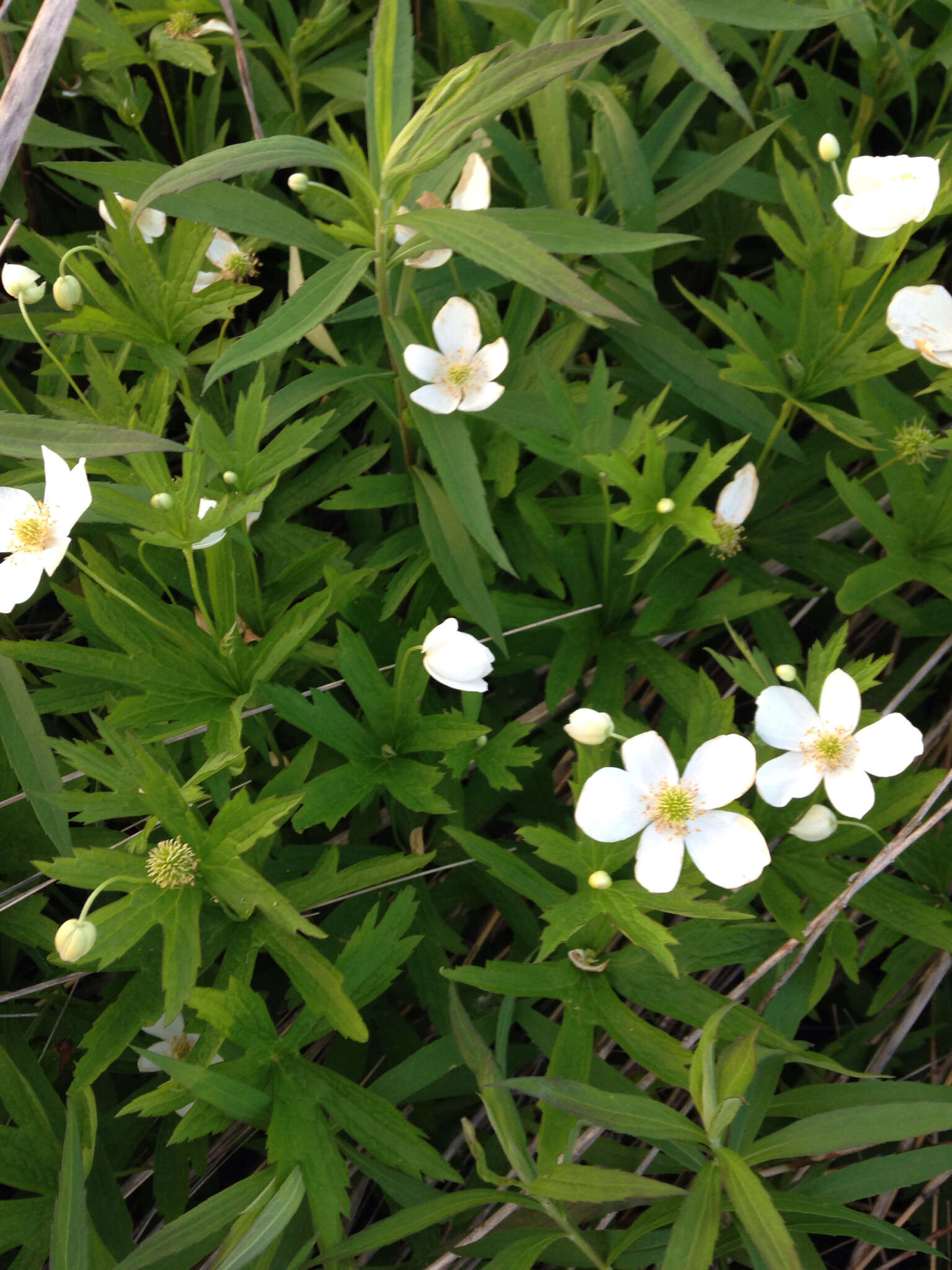 Image of Canadian anemone