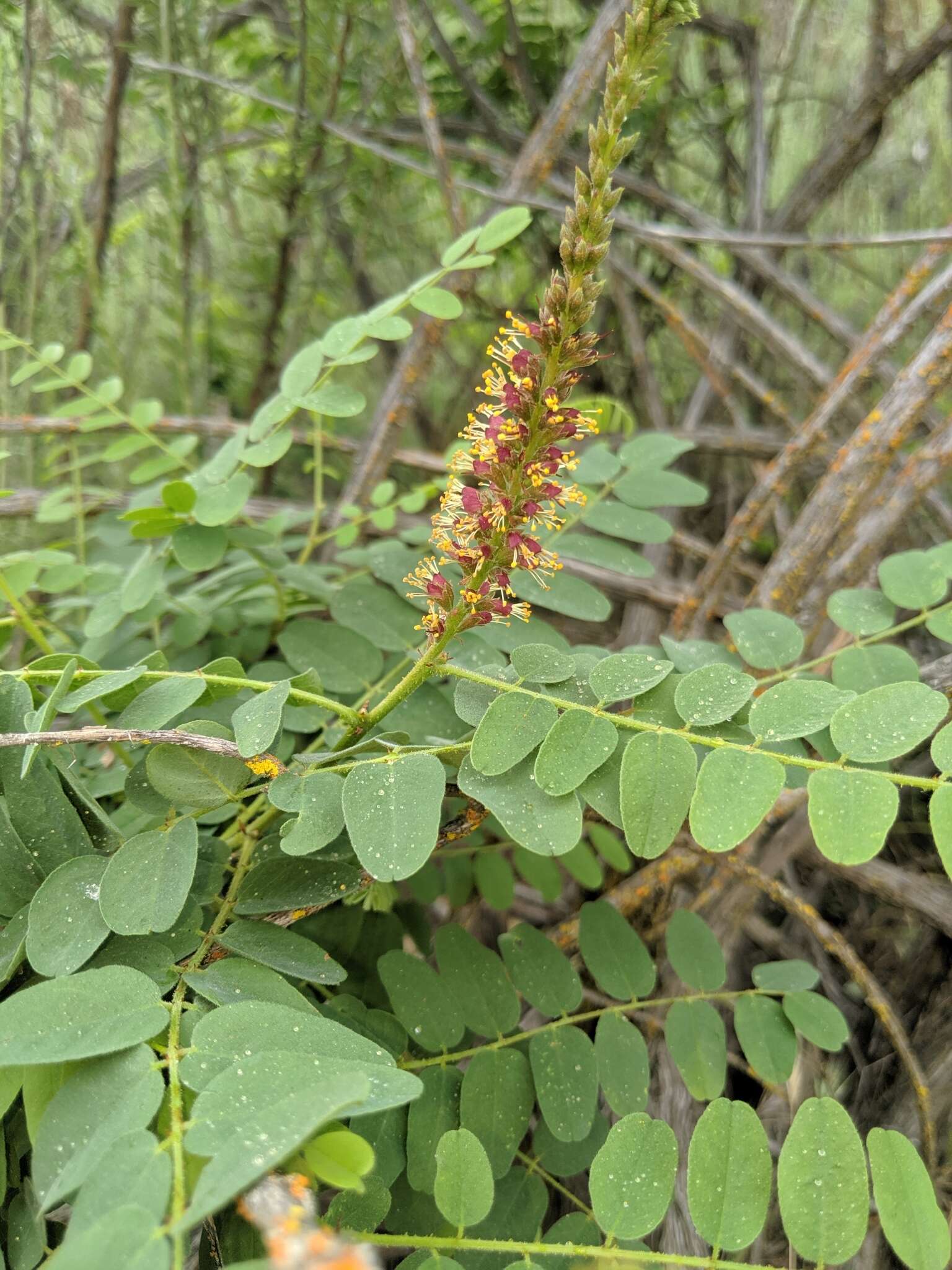 Image of California Indigobush