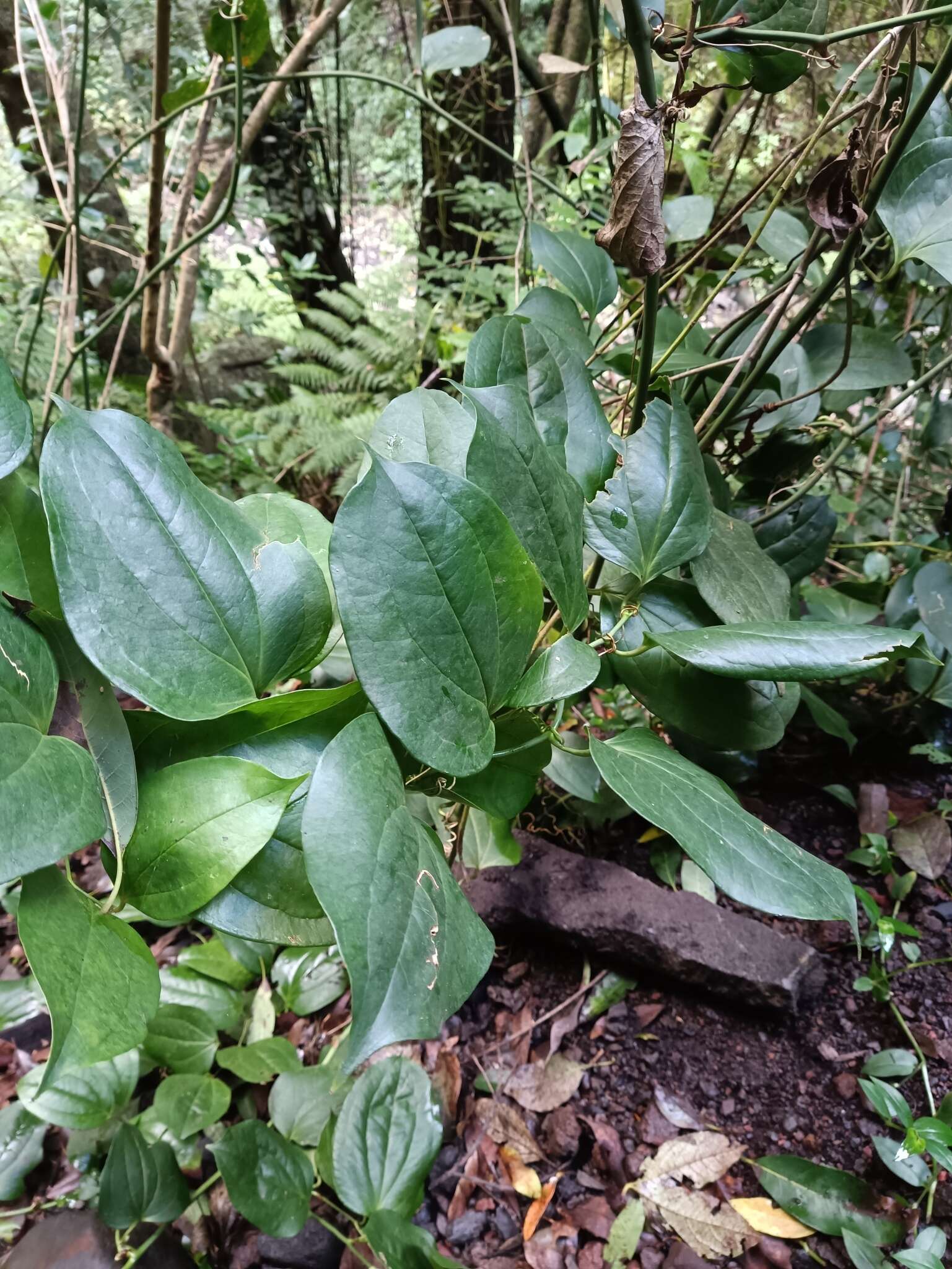 Image de Smilax canariensis Willd.