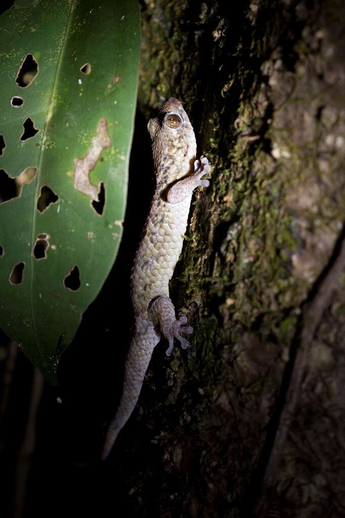 Image of Fish Scale Geckos