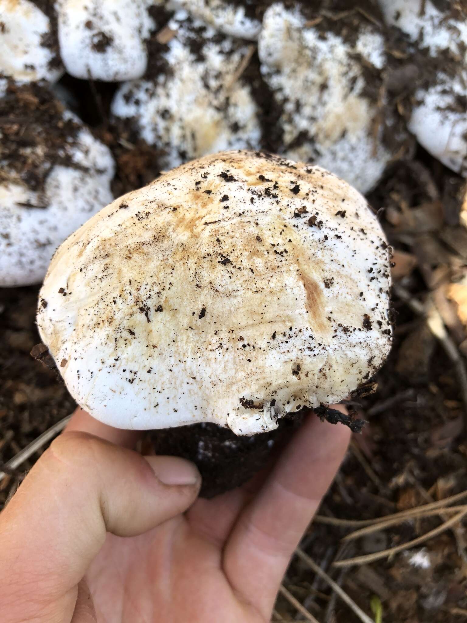 Слика од Cortinarius magnivelatus Dearn. ex Fogel 1995