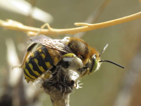 Image of Anthidium cingulatum Latreille 1809