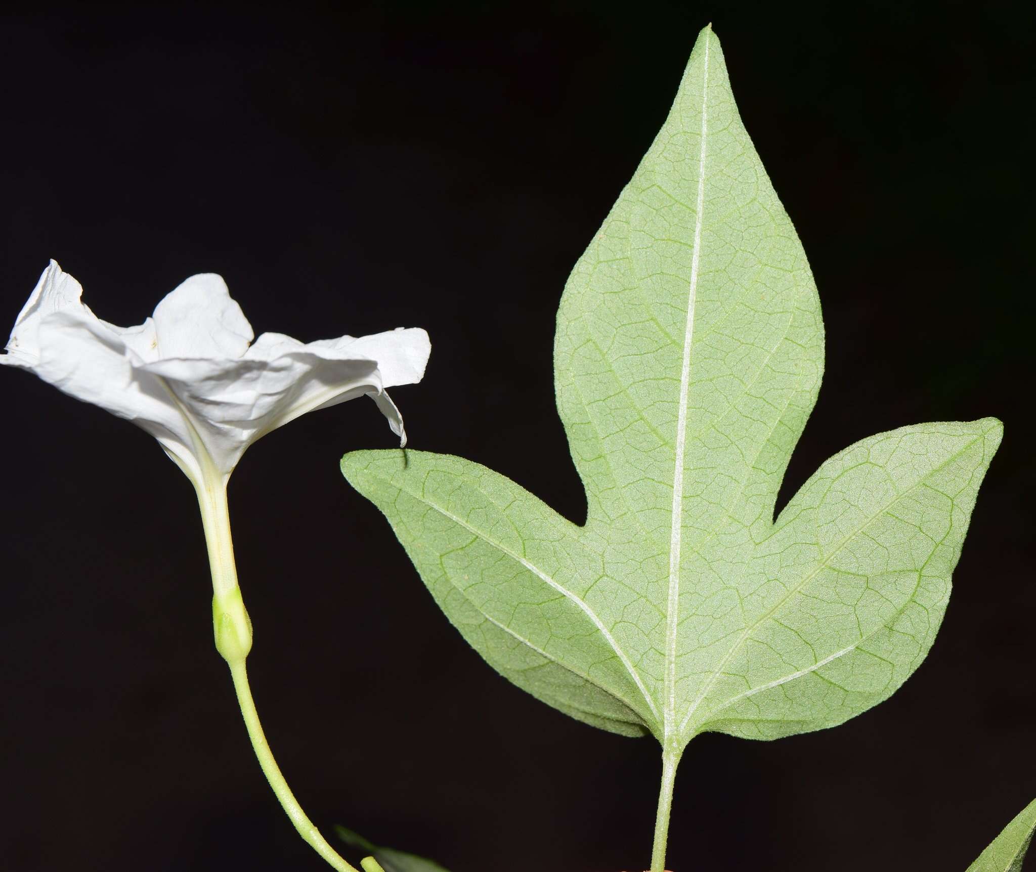 Image of Ipomoea lottiae J. A. Mc Donald