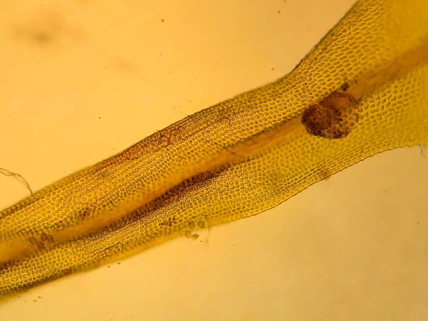 Image of Ulota lutea Mitten 1859