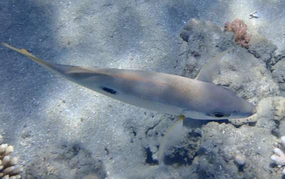 Image of Blackspot snapper