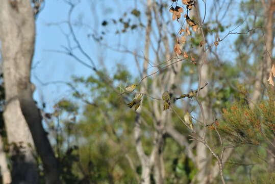 Imagem de Ptilotula penicillata penicillata (Gould 1837)