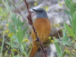 Image of Cape Rock Thrush